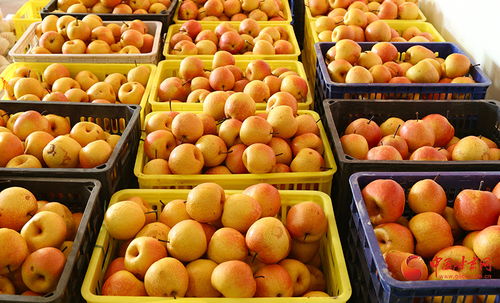 隴原山鄉新畫卷 西和特色農產品借網出山，新鮮蔬菜香飄四方